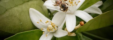 Abejas recolectando néctar para miel de azahar