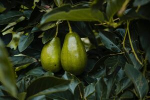 árbol de aguacate