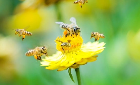 abejas polinizadoras