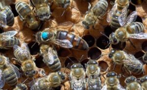 como marcar una abeja reina