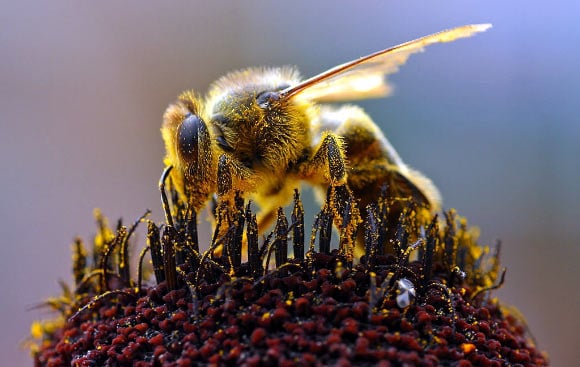 algunos tipo de abejas nativas