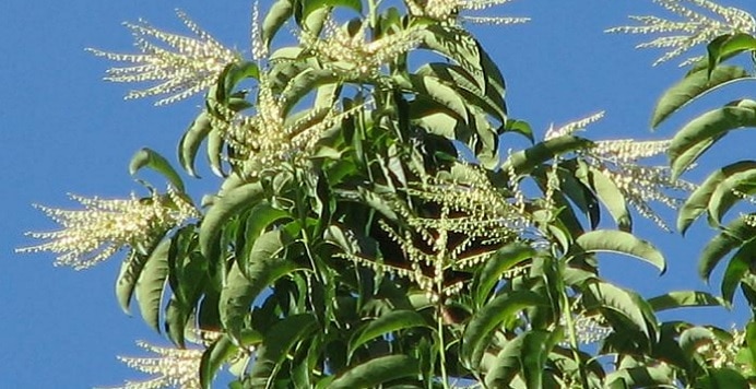 árbol sourwood