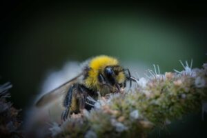 qué comen las abejas