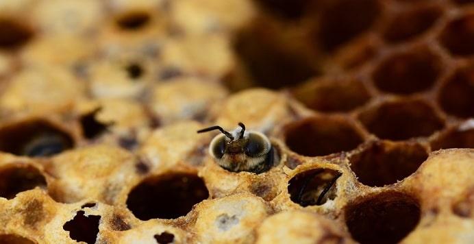 qué comen las abejas