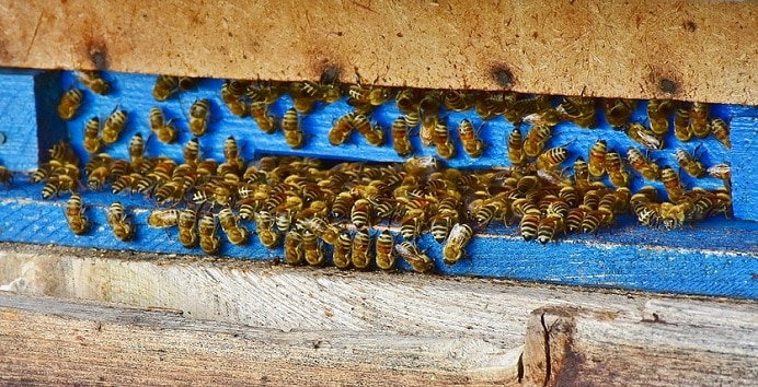 tipos de abejas